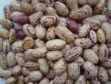 Light Speckled Kidney Beans Oval Shape