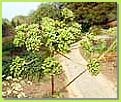 Angelica Extract