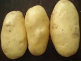 Holland Potatao (Holland No. 7-3)