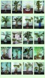 Hydroponic Garden