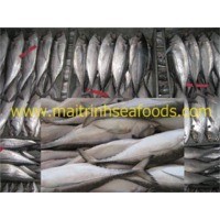 Hair tails scad 