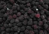 Frozen Blackberries