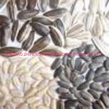 Sunflower Seed