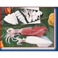 Squid (Loligo spp.). 