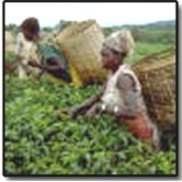 Indian tea 