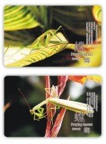 PVC Calling Card