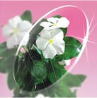CR39 1.499 Resin Lens