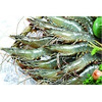 Shrimp 