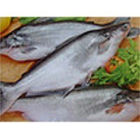 Pangasius fish 