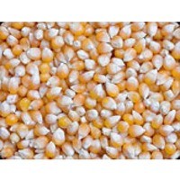 Yellow maize 
