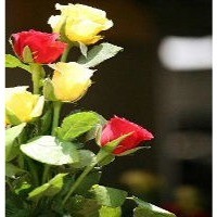 Cut flowers 