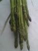 Asparagus