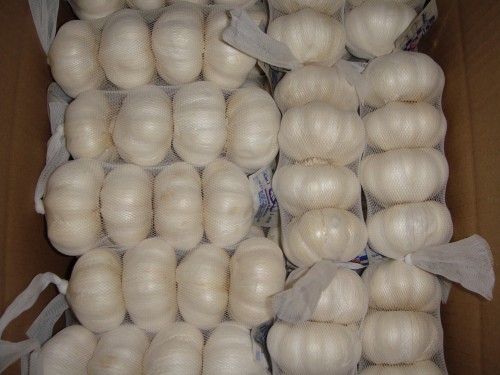 garlic 