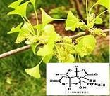 Huperzine-A