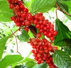 Schisandra Chinensis P.E./ Schisandrins 2%-9%/ Schisandrin A/B 1%