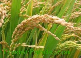 China Round Grain Rice (RR201)