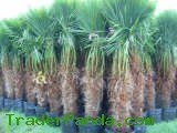 Trachycarpus Fortunei