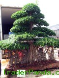Ficus Microcarpa Bonsai Trees