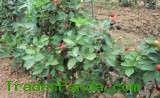 Blackberry