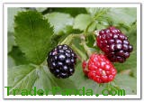 Frozen Blackberry