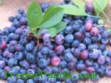 Fresh Blueberries