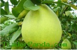Honey Pomelo