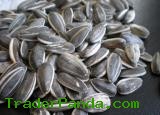 American Sunflower Seeds 909