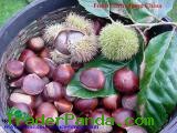 Fresh Chestnuts